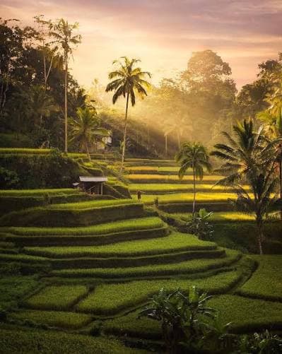 Ubud Rice Terraces Without The Tour Bus Crowds