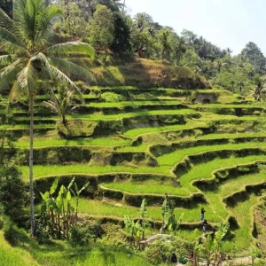 Winding green rice terraces of Ubud