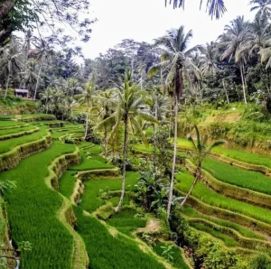 Lush green, curving rice terraces surrounded by tall palm trees