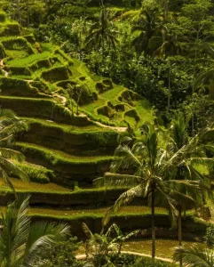 Tropical tiered rice paddies with palm trees